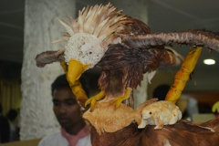IIHMCA - Hotel management and Culinary Arts College, Hyderabad, Telangana